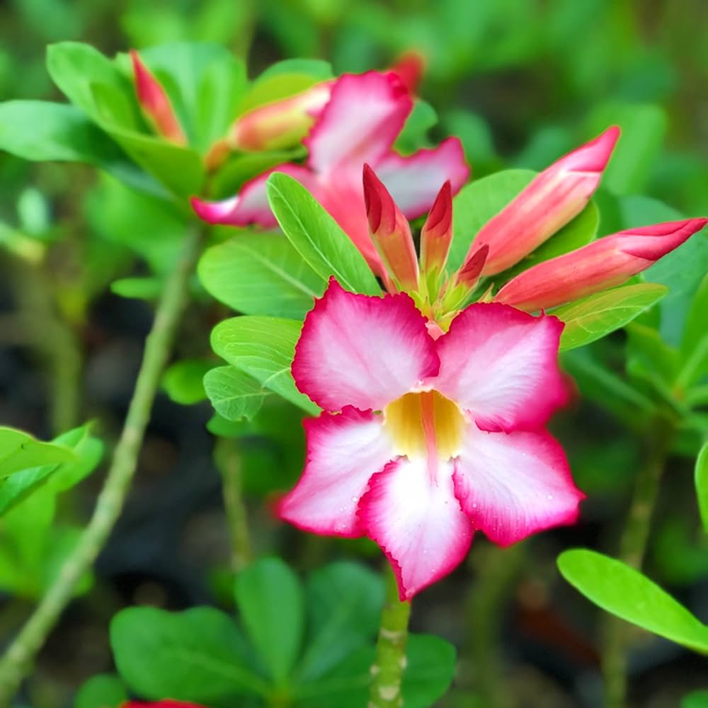 Adenium Flower seeds for Planting Fragrant Blossoms Heirloom & GMO Free Seeds for Home Garden 
 
 Sale seeds for home garden planting