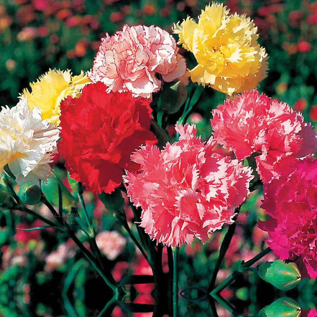 Carnation Flower seeds for Planting - Compact Growth, Heirloom & GMO Free Seeds for Home Garden
 
 Sale seeds for planting in home garden