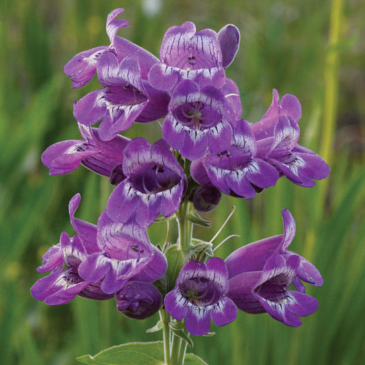 Purple Beardtongue Flower seeds for Planting Seasonal Bloomer Heirloom & GMO Free Seeds for Home Garden 
 
 Sale seeds for home garden planting