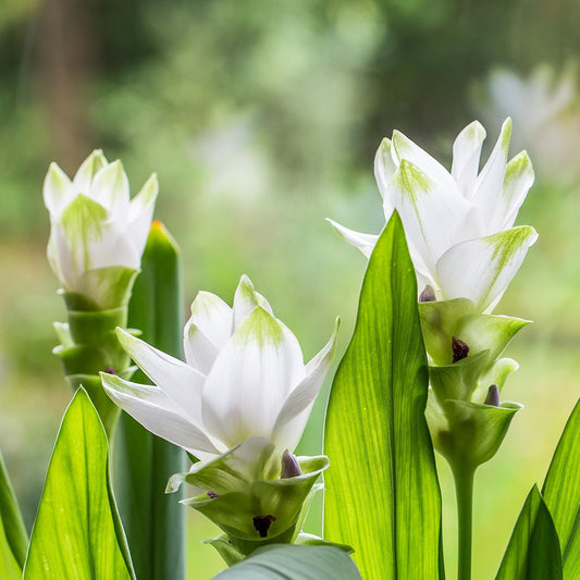 Curcuma Longa Flower seeds for Planting Bright Blooms Heirloom & GMO Free Seeds for Home Garden
 
 Sale seeds for home garden planting
