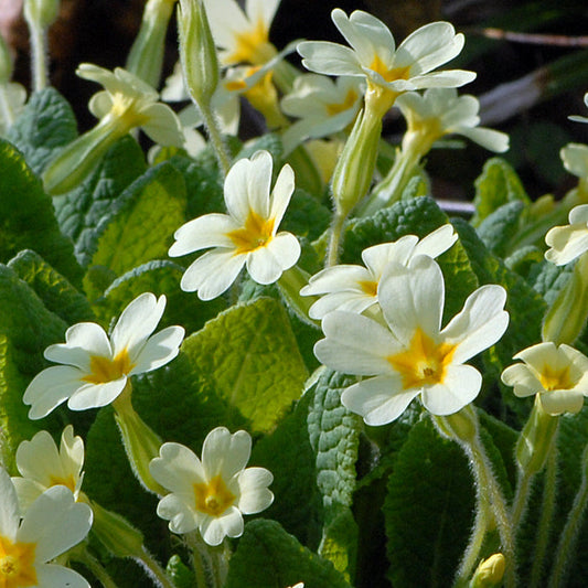 Primula Flower seeds for Planting Garden Favorite Heirloom & GMO Free Seeds for Home Garden 
 
 Sale seeds for home garden planting