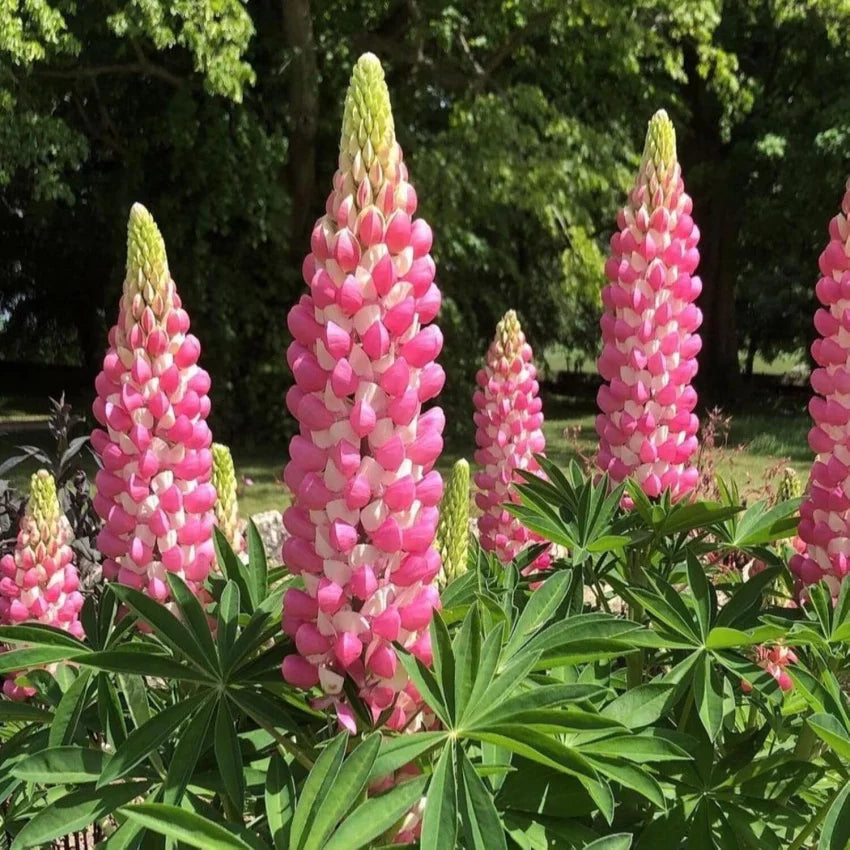 Pink Lupine Popsicle Flower seeds for Planting Compact Growth Heirloom & GMO Free Seeds for Home Garden 
 
 Sale seeds for home garden planting