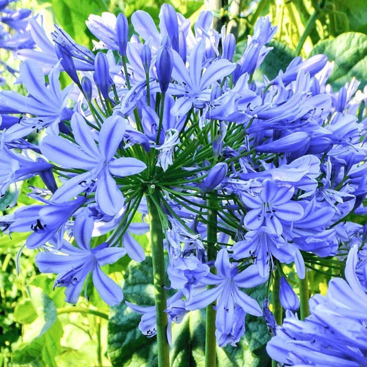 Blue Agapanthus Flower seeds for Planting Vibrant Colors Heirloom & GMO Free Seeds for Home Garden 
 
 Sale seeds for home garden planting