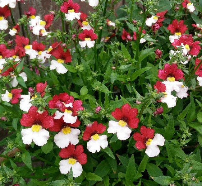 Nemesia Strumosa Flower seeds for Planting Shade Tolerant Heirloom & GMO Free Seeds for Home Garden 
 
 Sale seeds for home garden planting