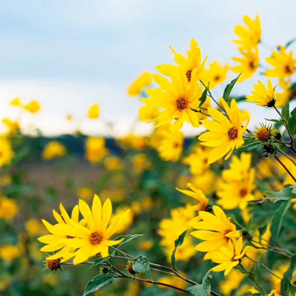Yellow Heliopsis Flower seeds for Planting Garden Favorite Heirloom & GMO Free Seeds for Home Garden 
 
 Sale seeds for home garden planting