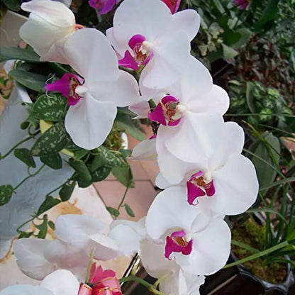 Butterfly Orchid Flower seeds for Planting - Cut Flower Favorite, Heirloom & GMO Free Seeds for Home Garden
 
 Sale for planting in home garden.