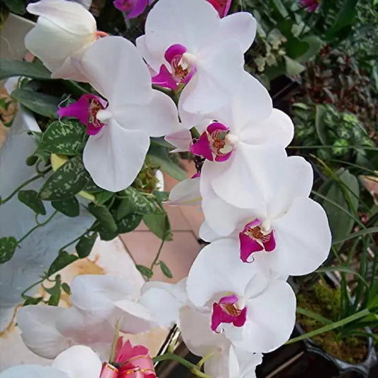 Butterfly Orchid Flower seeds for Planting - Cut Flower Favorite, Heirloom & GMO Free Seeds for Home Garden
 
 Sale for planting in home garden.