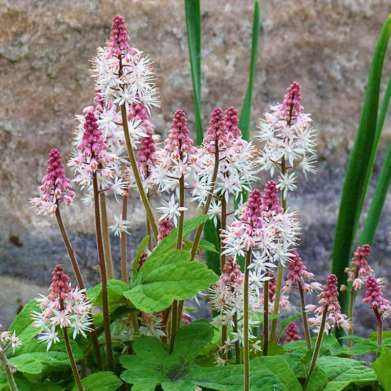 Pink White Tiarella Flower seeds for Planting - Long Bloom Season, Heirloom & GMO Free Seeds for Home Garden
 
 Sale seeds for planting in home garden