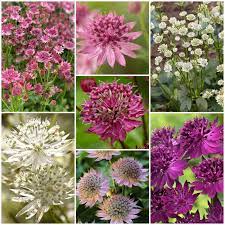 Mixed Astrantia Flower seeds for Planting - Colorful Display, Heirloom & GMO Free Seeds for Home Garden
 
 Sale seeds for planting in home garden