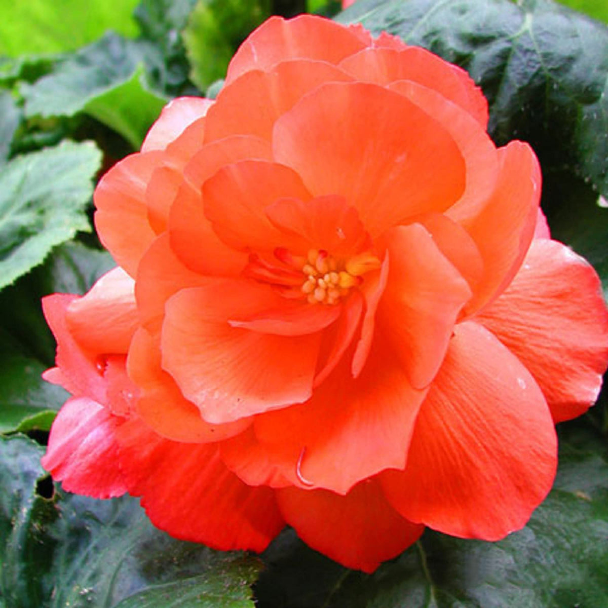 Light Orange Camellia Flower seeds for Planting - Seasonal Bloomer, Heirloom & GMO Free Seeds for Home Garden
 
 Sale for planting in home garden