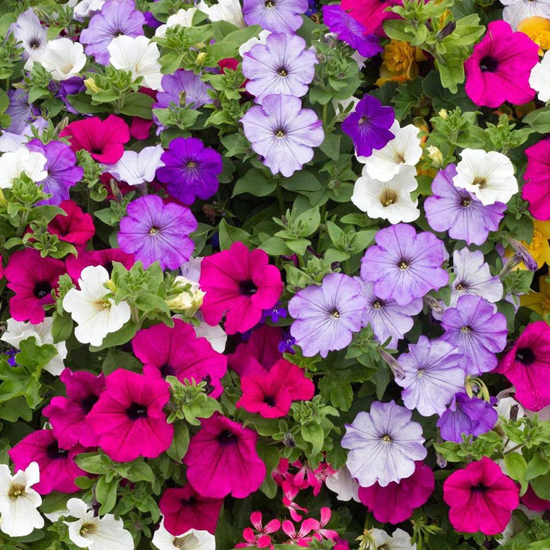 Mixed Laura Flower seeds for Planting Wildflower Mix Heirloom & GMO Free Seeds for Home Garden 
 
 Sale seeds for home garden planting
