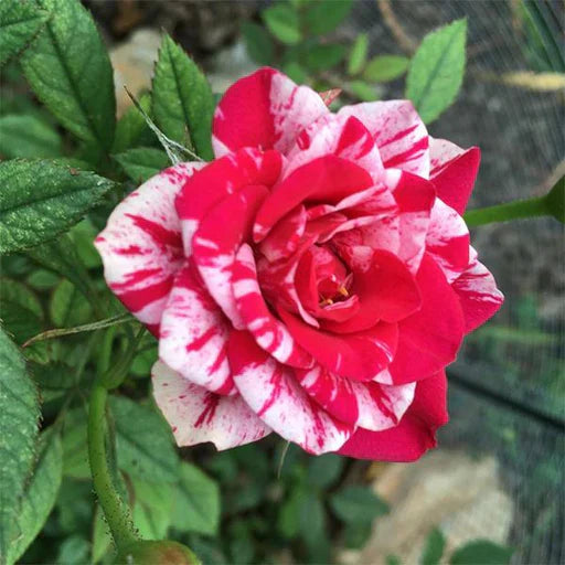 Red and White Rose Flower seeds for Planting Fragrant Blossoms Heirloom & GMO Free Seeds for Home Garden 
 
 Sale seeds for home garden planting
