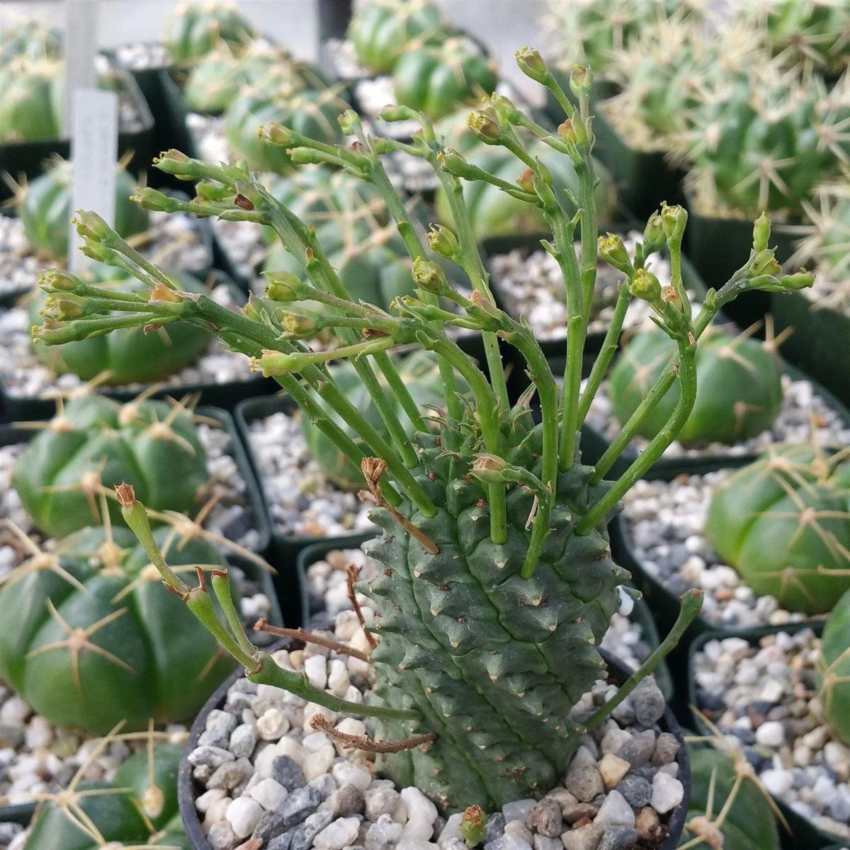 Euphorbia Spiralis Flower seeds for Planting Colorful Display Heirloom & GMO Free Seeds for Home Garden 
 
 Sale seeds for home garden planting