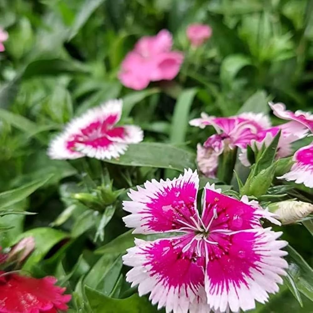 Pink White Dianthus Barbatus Flower seeds for Planting Vibrant Colors Heirloom & GMO Free Seeds for Home Garden 
 
 Sale seeds for home garden planting
