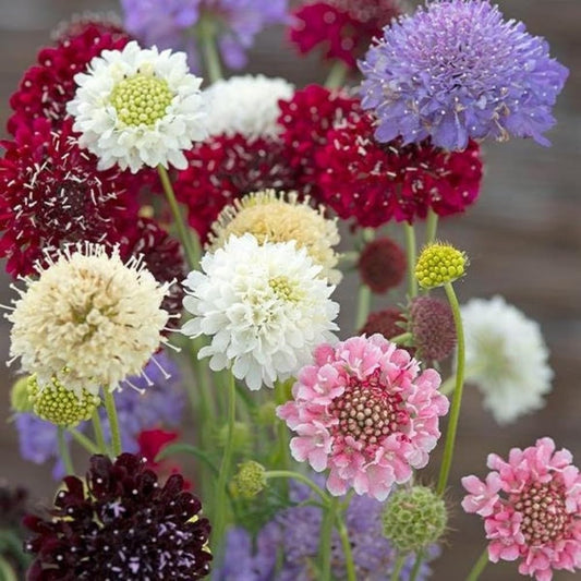 Pincushion Flower seeds for Planting Cottage Garden Essential Heirloom & GMO Free Seeds for Home Garden 
 
 Sale for planting in home garden