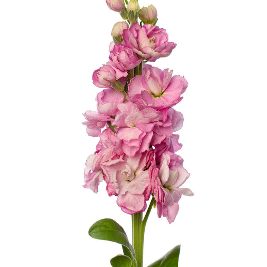 Light Pink Matthiola Flower seeds for Planting - Colorful Display, Heirloom & GMO Free Seeds for Home Garden
 
 Sale seeds for planting in home garden