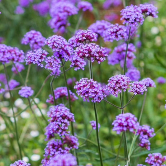 Verbena Flower seeds for Planting Drought Tolerant Heirloom & GMO Free Seeds for Home Garden 
 
 Sale seeds for home garden planting