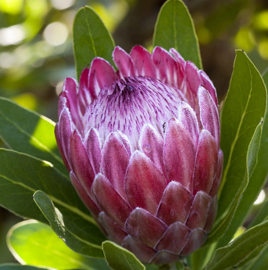 Pink Protea Flower seeds for Planting - Pollinator Friendly, Heirloom & GMO Free Seeds for Home Garden
 
 Sale for planting in home garden