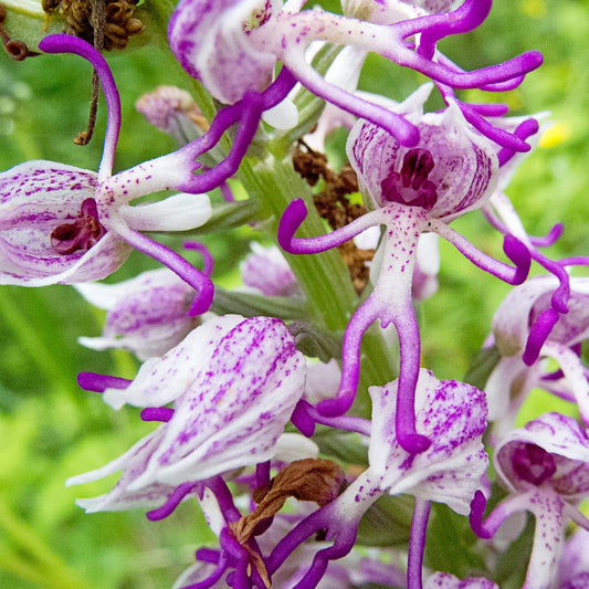 Purple Dracula Flower seeds for Planting - Wildflower Mix, Heirloom & GMO Free Seeds for Home Garden
 
 Sale for planting in home garden
