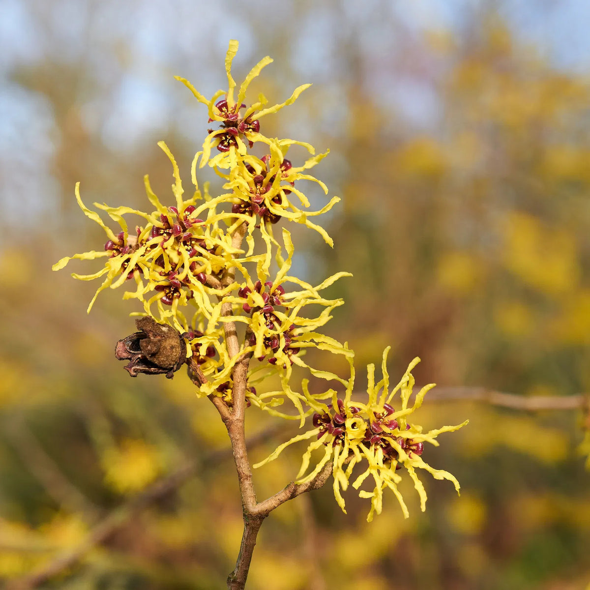 Zaubernuss Hamamelis Flower seeds for Planting