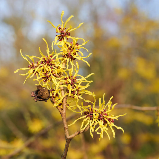 Zaubernuss Hamamelis Flower seeds for Planting - Easy to Grow, Heirloom & GMO Free Seeds for Home Garden
 
 Sale seeds for planting in home garden
