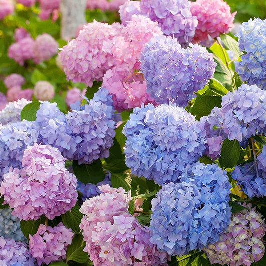 MultiColored Hydrangea Flower seeds for Planting Vibrant Colors Heirloom & GMO Free Seeds for Home Garden 
 
 Sale seeds for home garden planting