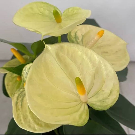Light Yellow Anthurium Flower seeds for Planting - Sun Loving, Heirloom & GMO Free Seeds for Home Garden
 
 Sale for planting in home garden