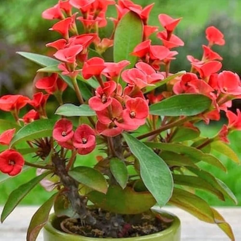Euphorbia Milii Flower seeds for Planting Premium Quality Heirloom & GMO Free Seeds for Home Garden
 
 Sale seeds for home garden planting
