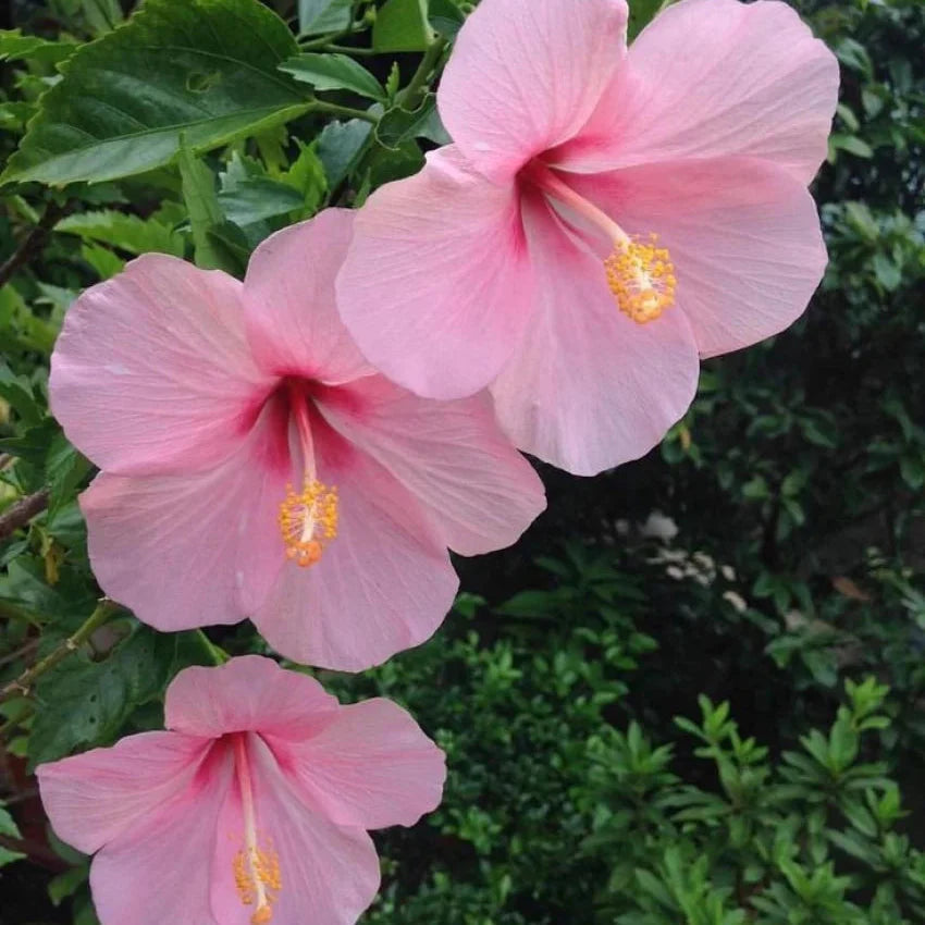 Baby Pink Hibiscus Flower seeds for Planting - Long Bloom Season, Heirloom & GMO Free Seeds for Home Garden
 
 Sale for planting in home garden