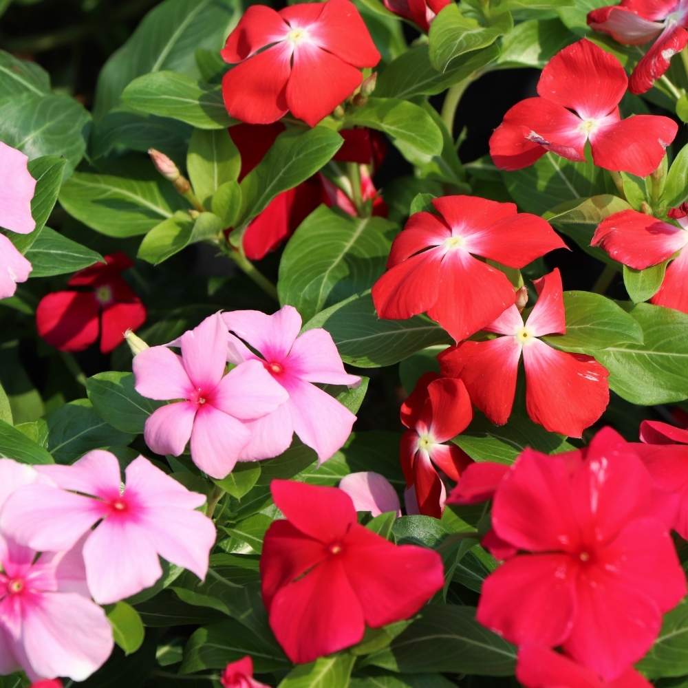 Mixed Periwinkle Flower seeds for Planting Easy to Grow Heirloom & GMO Free Seeds for Home Garden 
 
 Sale seeds for home garden planting
