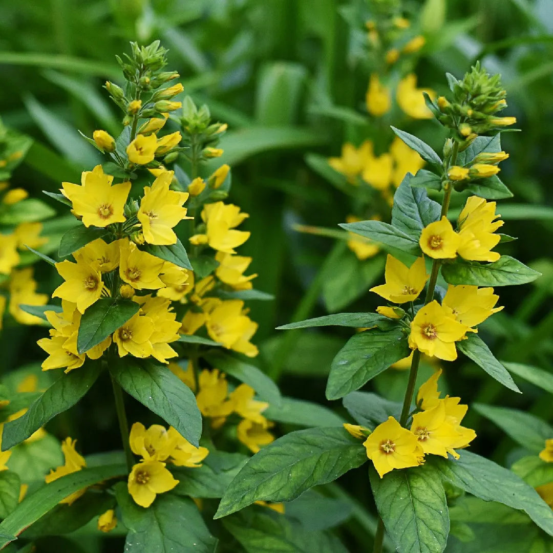 Lysimachus Punctata Flower seeds for Planting Pollinator Friendly Heirloom & GMO Free Seeds for Home Garden 
 
 Sale seeds for home garden planting