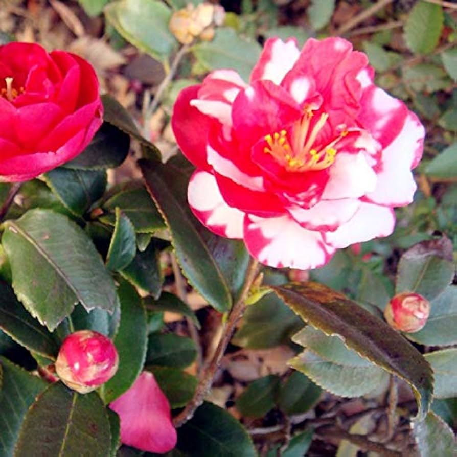 Red White Camellia Japonica Flower seeds for Planting Wildflower Mix Heirloom & GMO Free Seeds for Home Garden 
 
 Sale seeds for home garden planting