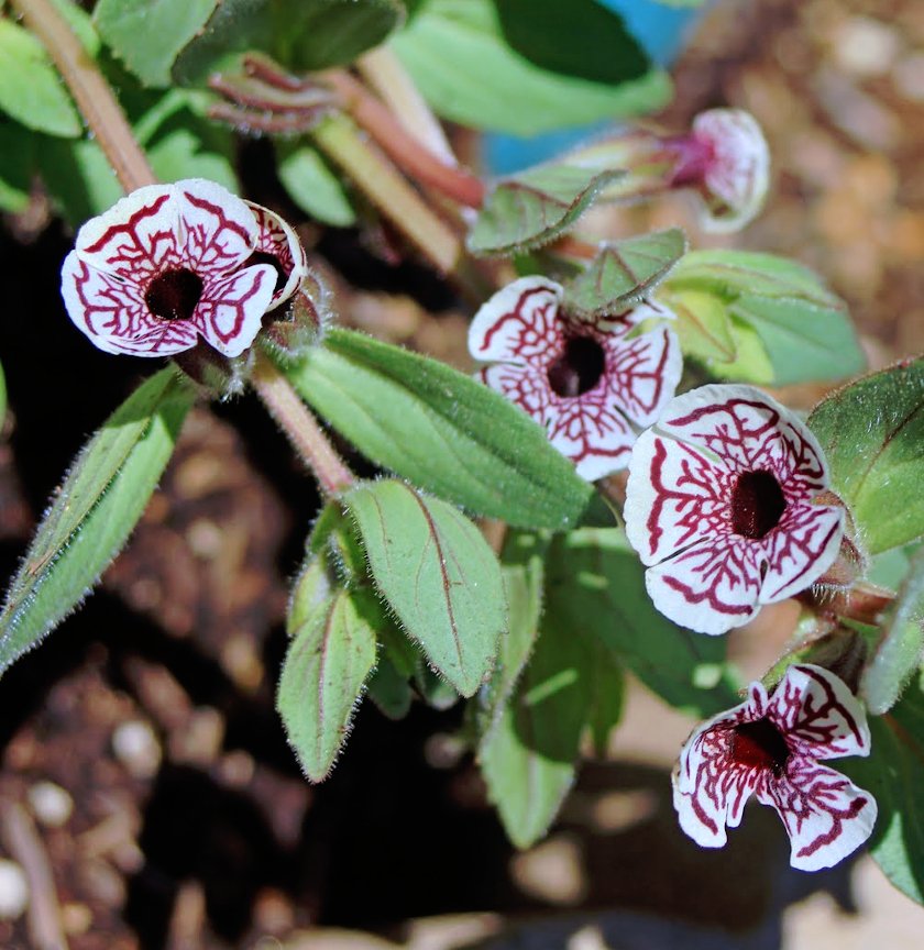 Mimulus Pictus Flower seeds for Planting Wildflower Mix Heirloom & GMO Free Seeds for Home Garden 
 
 Sale seeds for home garden planting