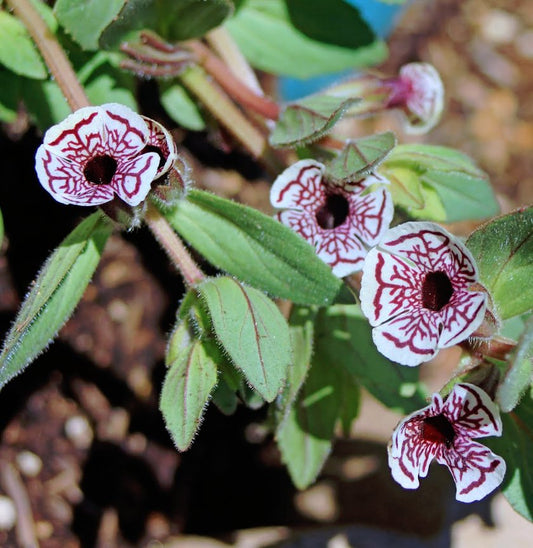 Mimulus Pictus Flower seeds for Planting Wildflower Mix Heirloom & GMO Free Seeds for Home Garden 
 
 Sale seeds for home garden planting