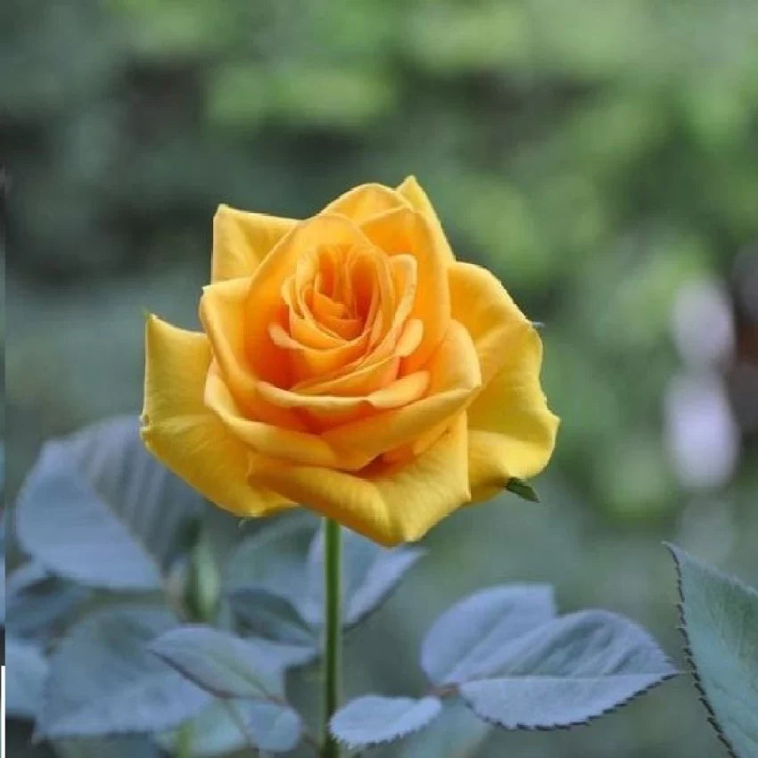 Thick Yellow Rose Flower seeds for Planting Low Maintenance Heirloom & GMO Free Seeds for Home Garden 
 
 Sale seeds for home garden planting