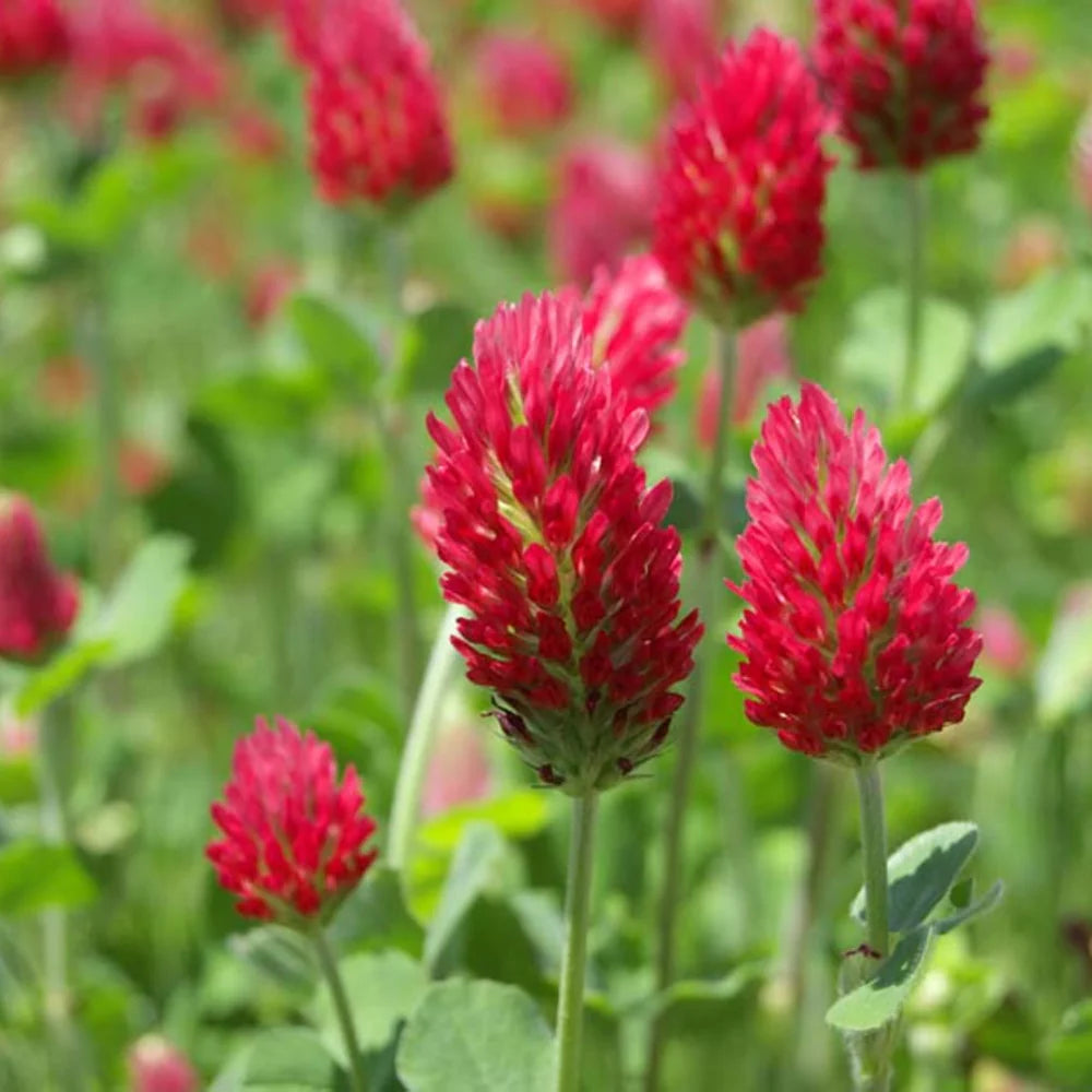 Organic Red Trifolium Incarnatum Flower seeds for Planting Vibrant Colors Heirloom & GMO Free Seeds for Home Garden 
 
 Sale seeds for home garden planting