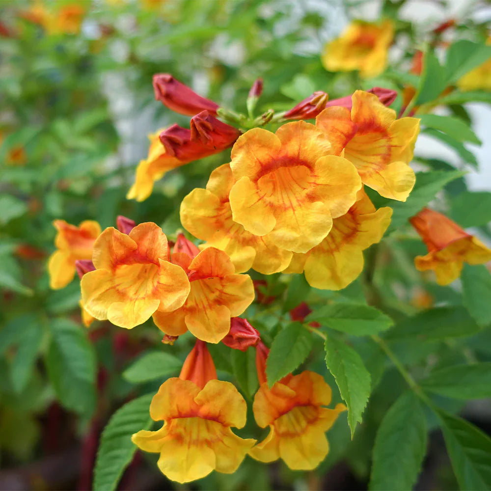 Orange Tecoma Jubilee Flower seeds for Planting Sun Loving Heirloom & GMO Free Seeds for Home Garden 
 
 Sale seeds for home garden planting