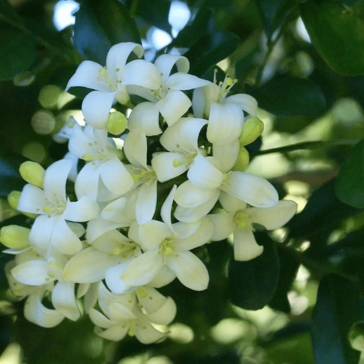 White Murraya Paniculata Flower seeds for Planting - Long Bloom Season, Heirloom & GMO Free Seeds for Home Garden
 
 Sale seeds for planting in home garden