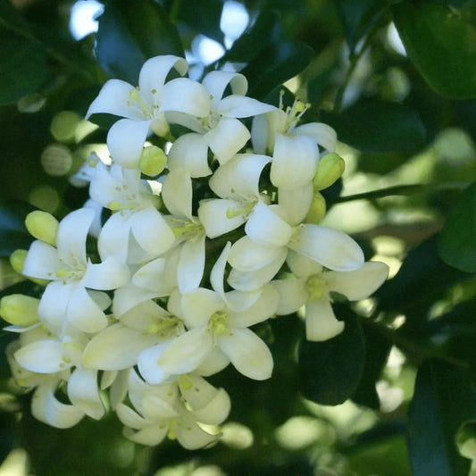 White Murraya Paniculata Flower seeds for Planting - Long Bloom Season, Heirloom & GMO Free Seeds for Home Garden
 
 Sale seeds for planting in home garden