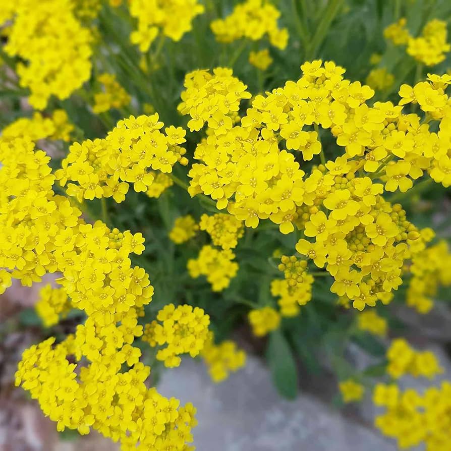 Yellow Aurinia Flower seeds for Planting Drought Tolerant Heirloom & GMO Free Seeds for Home Garden 
 
 Sale seeds for home garden planting