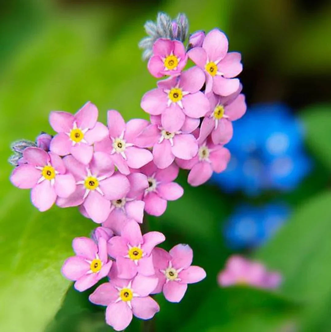 Pink Myosotis Sylvatica Flower seeds for Planting Shade Tolerant Heirloom & GMO Free Seeds for Home Garden 
 
 Sale seeds for home garden planting
