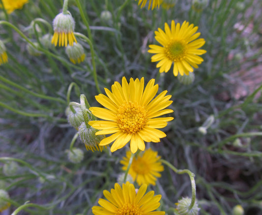 Yellow Erigeron Flower seeds for Planting Colorful Display Heirloom & GMO Free Seeds for Home Garden 
 
 Sale seeds for home garden planting