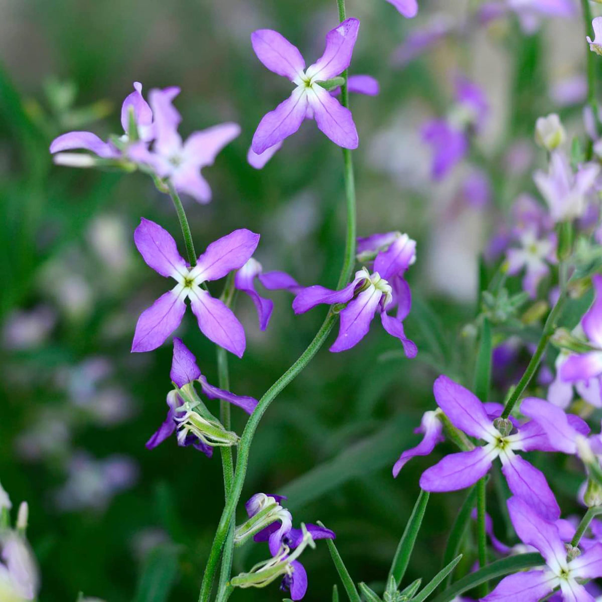 Mathiola Longipetala Flower seeds for Planting Bright Blooms Heirloom & GMO Free Seeds for Home Garden 
 
 Sale seeds for home garden planting