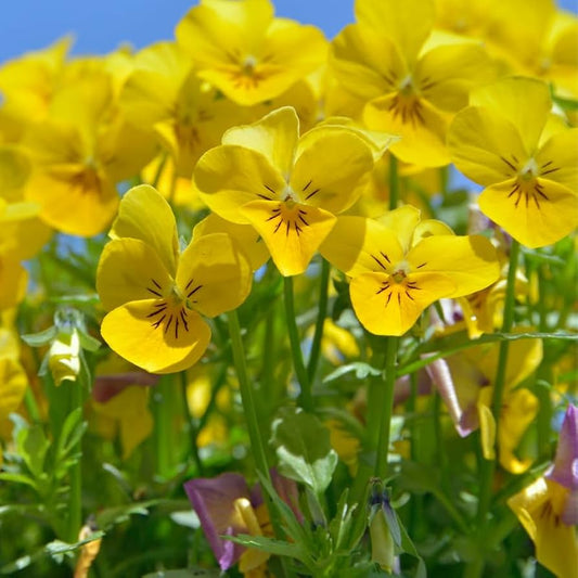 Velour Flower seeds for Planting Garden Favorite Heirloom & GMO Free Seeds for Home Garden 
 
 Sale seeds for home garden planting