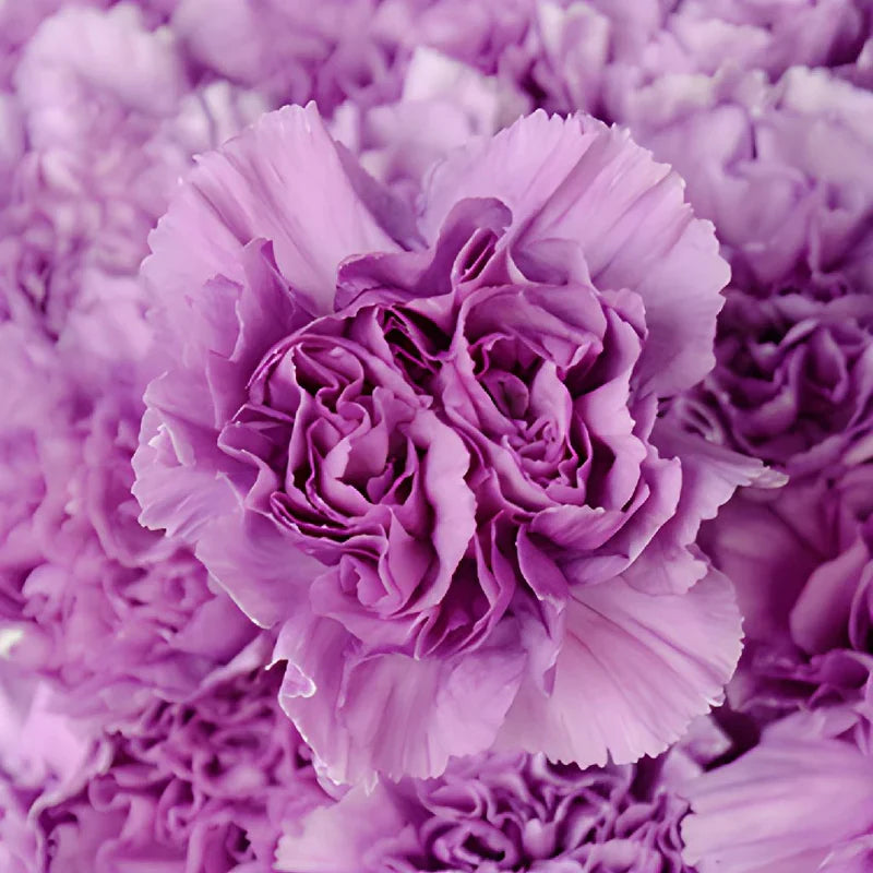 Lavender Carnations Flower seeds for Planting Perfect for Borders Heirloom & GMO Free Seeds for Home Garden 
 
 Sale seeds for home garden planting