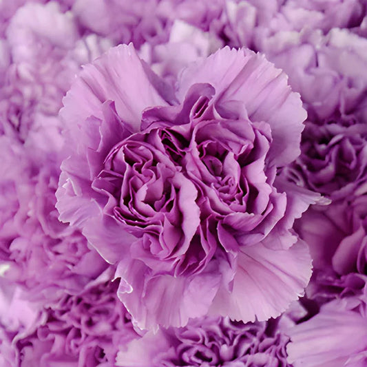Lavender Carnations Flower seeds for Planting Perfect for Borders Heirloom & GMO Free Seeds for Home Garden 
 
 Sale seeds for home garden planting