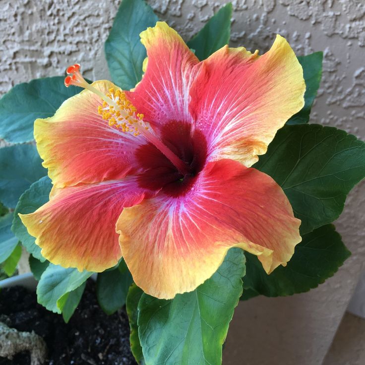 Hibiscus Flower seeds for Planting Compact Growth Heirloom & GMO Free Seeds for Home Garden 
 
 Sale seeds for home garden planting