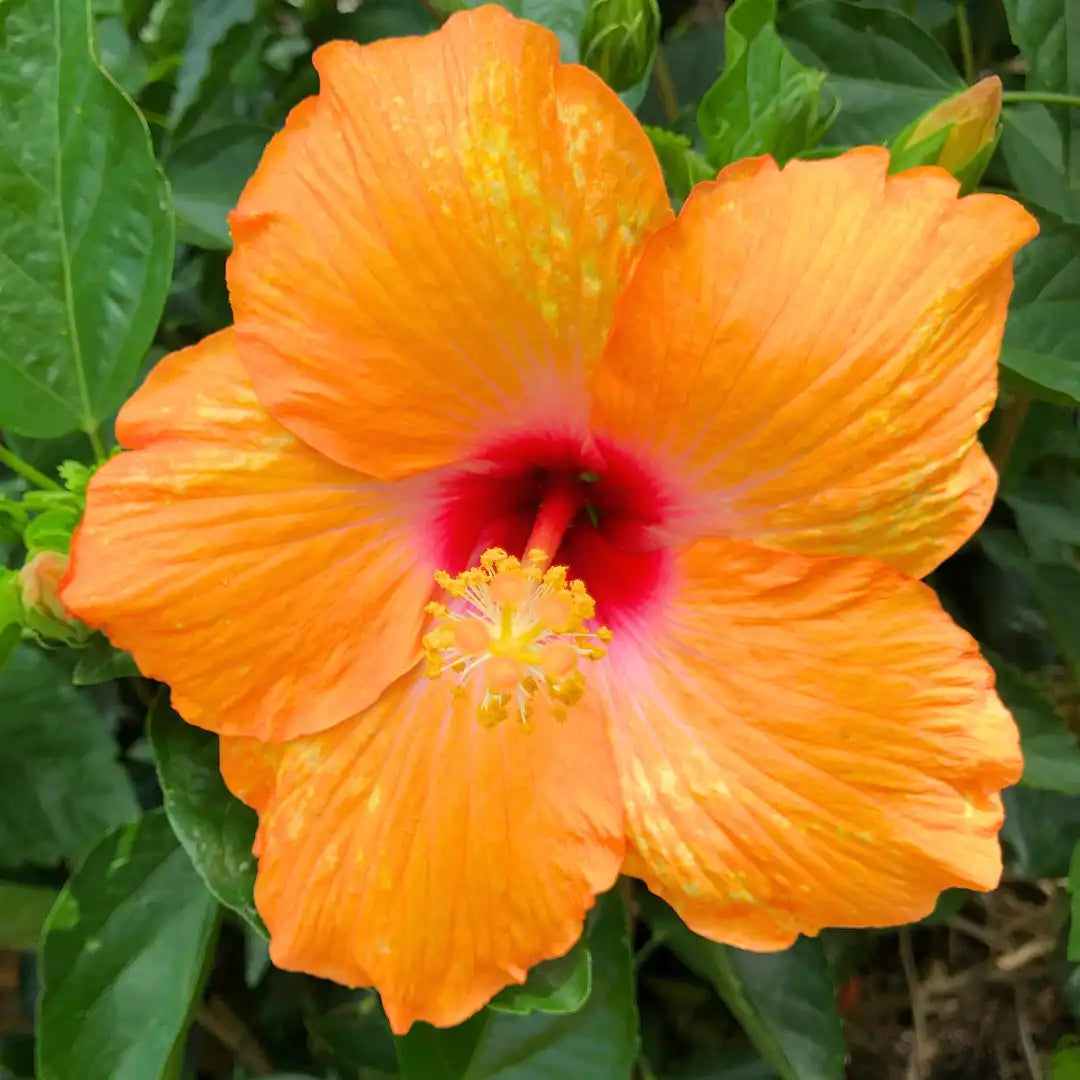 Orange Hibiscus Rosa-Sinensis Flower seeds for Planting - Cut Flower Favorite, Heirloom & GMO Free Seeds for Home Garden
 
 Sale seeds for planting in home garden