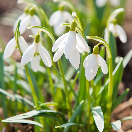 White Galanthus Flower seeds for Planting Garden Favorite Heirloom & GMO Free Seeds for Home Garden 
 
 Sale seeds for home garden planting