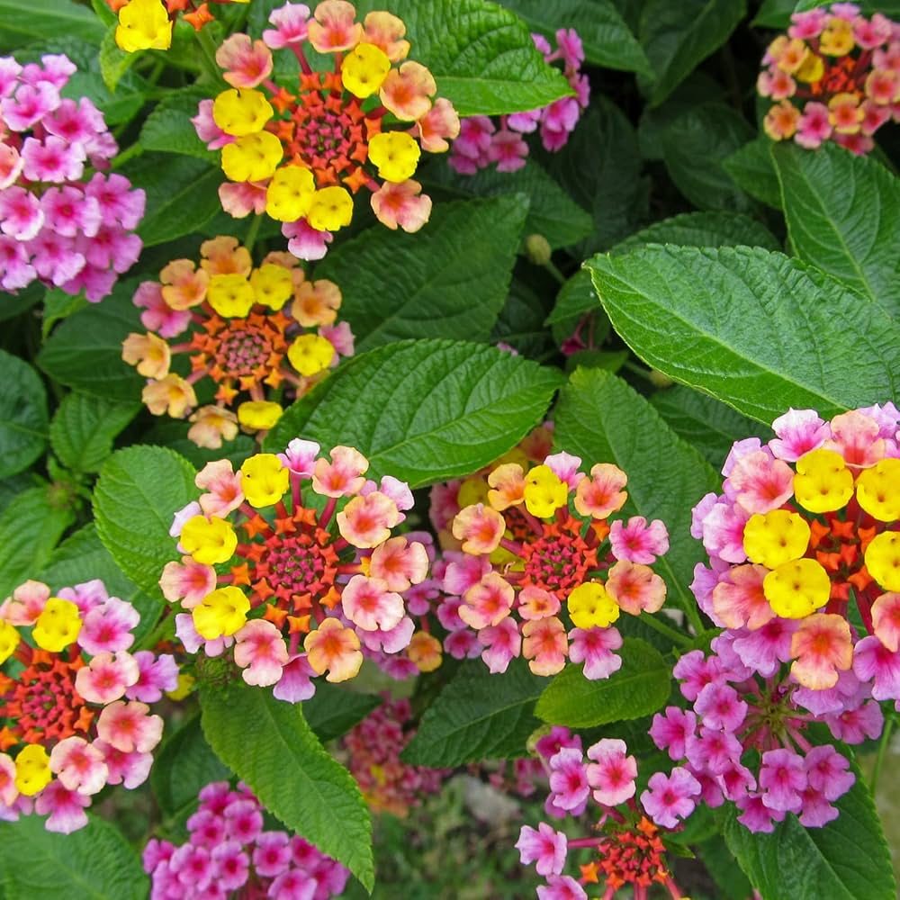 Lantana Camara Flower seeds for Planting Hardy Variety Heirloom & GMO Free Seeds for Home Garden 
 
 Sale seeds for home garden planting
